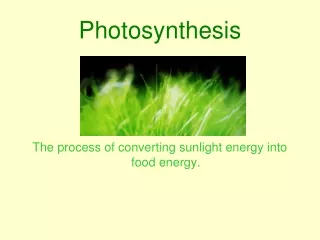 Photosynthesis