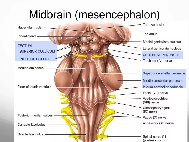 midbrain mesencephalon