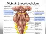 Midbrain  (mesencephalon) - slide 1