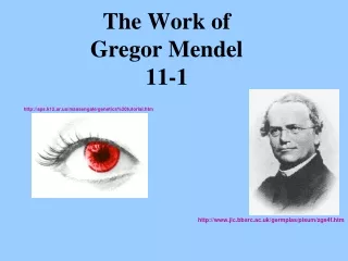 The Work of  Gregor Mendel 11-1