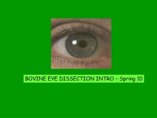 BOVINE EYE DISSECTION INTRO – Spring 10