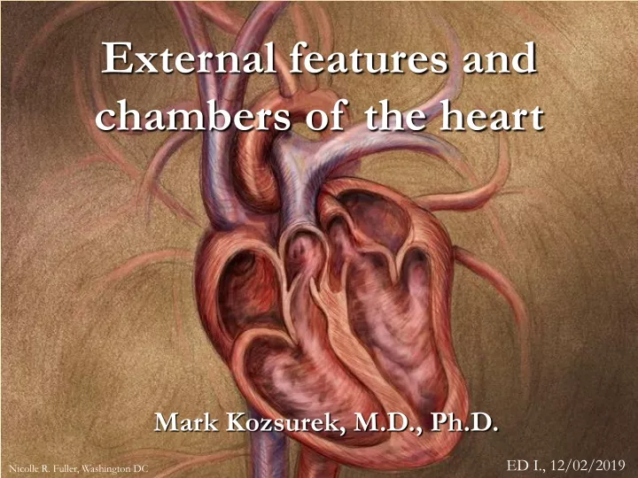 e xternal features and chambers of the heart