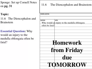 Sponge: Set up Cornell Notes on  pg. 31 Topic:  11.6    The Diencephalon and Brainstem