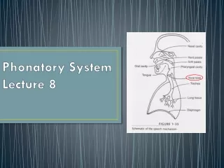 Phonatory  System Lecture 8