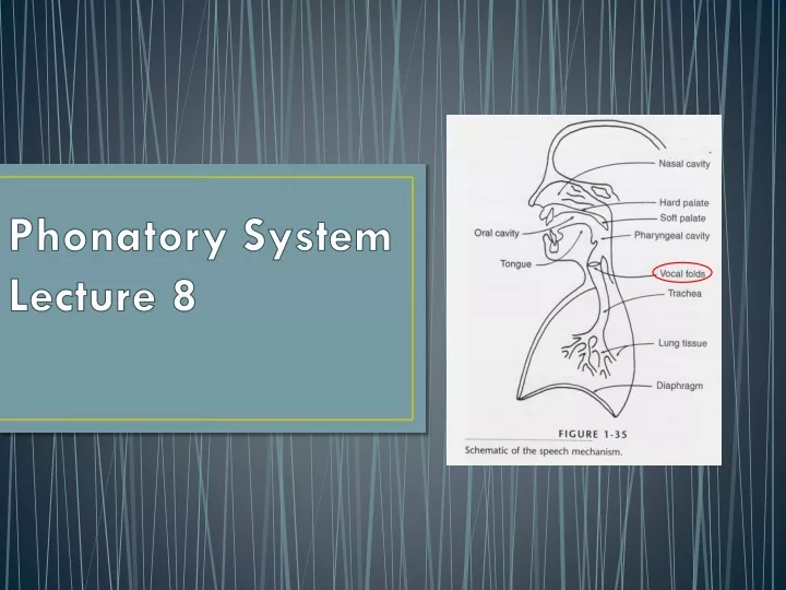 phonatory system lecture 8
