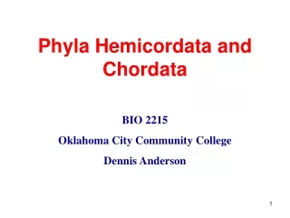 Phyla Hemicordata and Chordata