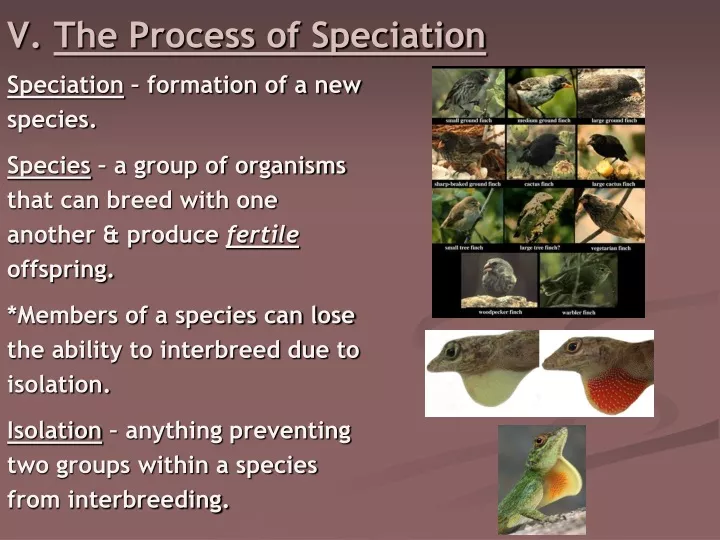 v the process of speciation
