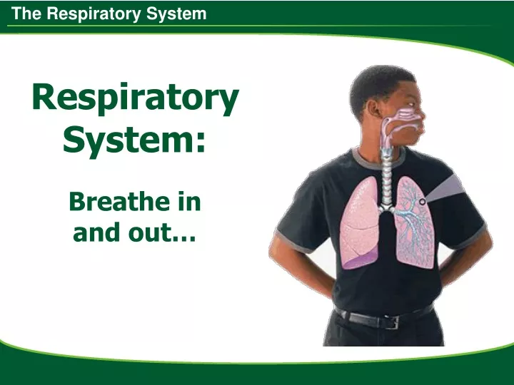 respiratory system breathe in and out