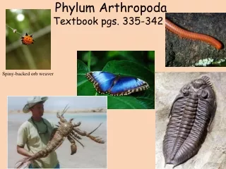 Phylum  Arthropoda Textbook pgs. 335-342