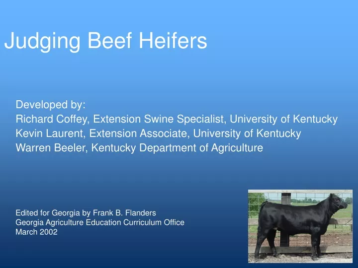 judging beef heifers