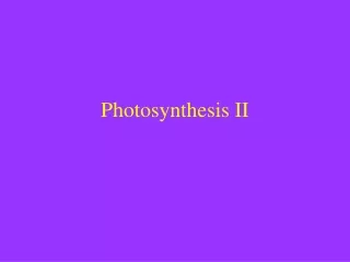 Photosynthesis II