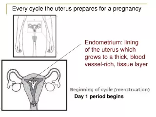Endometrium: lining of the uterus which grows to a thick, blood vessel-rich, tissue layer