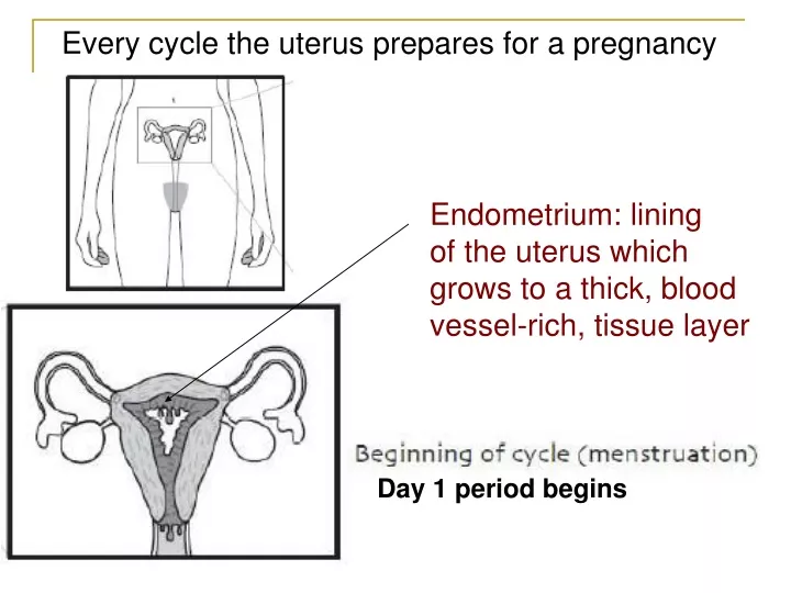 every cycle the uterus prepares for a pregnancy