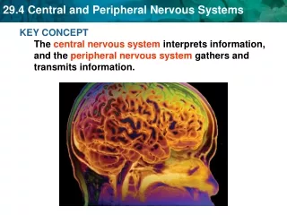 The nervous system’s two parts work together.