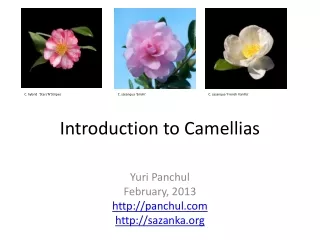 Introduction to Camellias