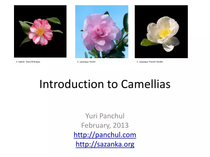 introduction to camellias