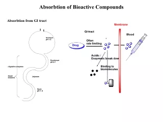 Absorbtion of Bioactive Compounds
