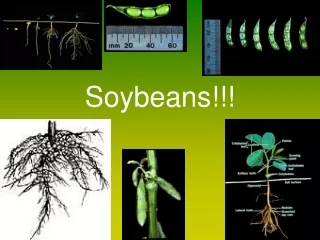 Soybeans!!!