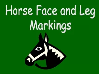 Horse Face and Leg Markings