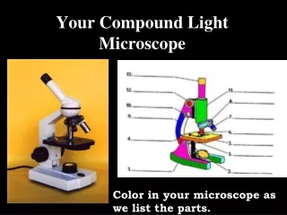 Your Compound Light Microscope