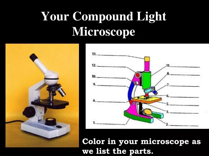 your compound light microscope