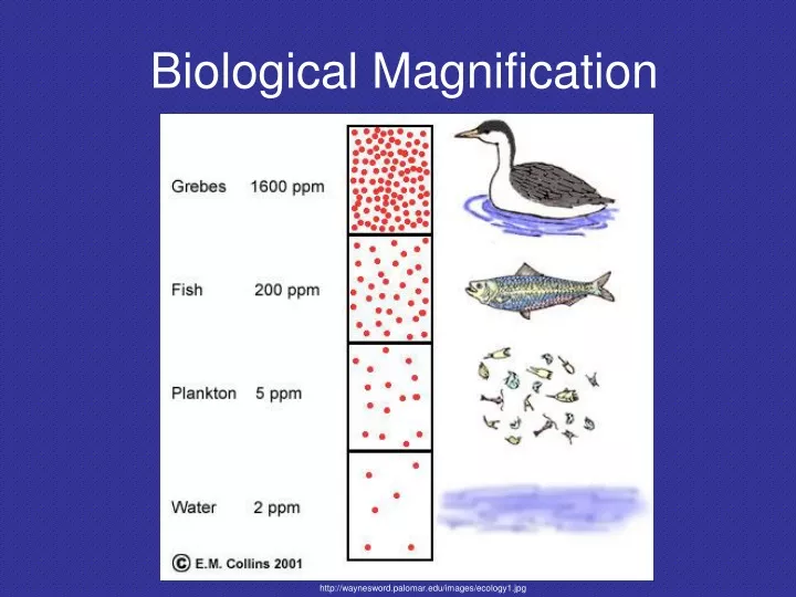 biological magnification