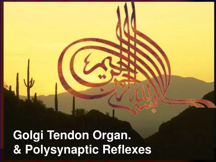 golgi tendon organ polysynaptic reflexes