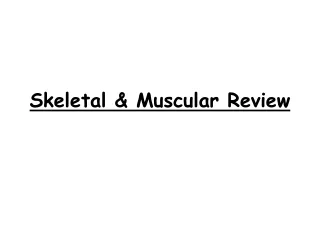 Skeletal &amp; Muscular Review