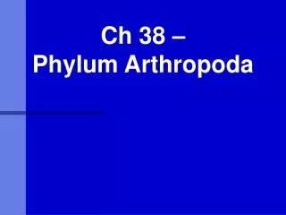 Ch 38 –  Phylum Arthropoda