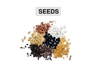 SEEDS