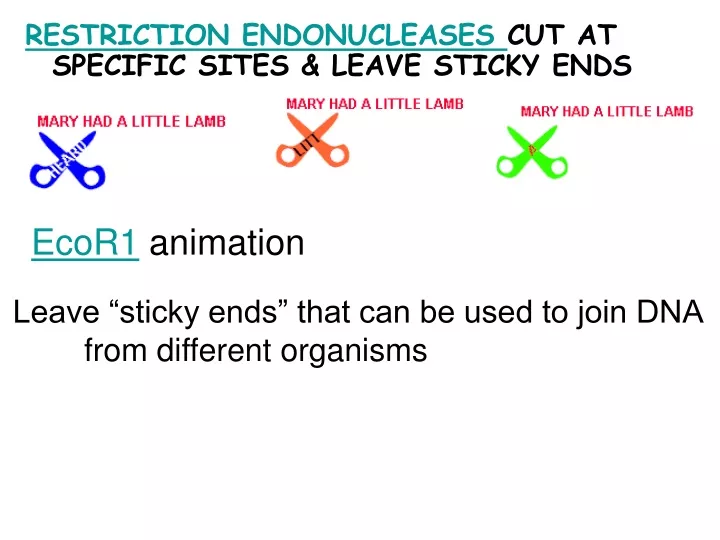 restriction endonucleases cut at specific sites