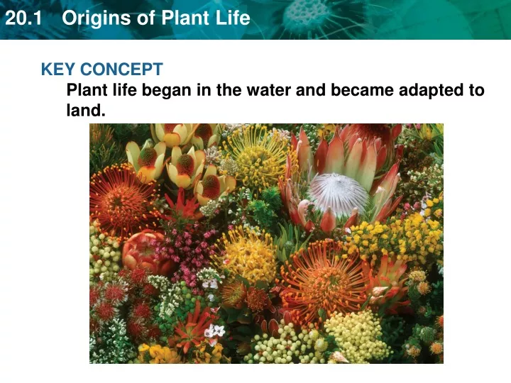 key concept plant life began in the water