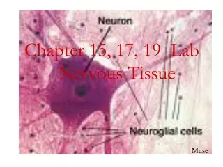 Chapter 15, 17, 19  Lab        Nervous Tissue