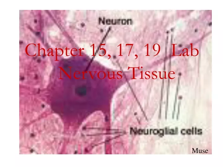chapter 15 17 19 lab nervous tissue