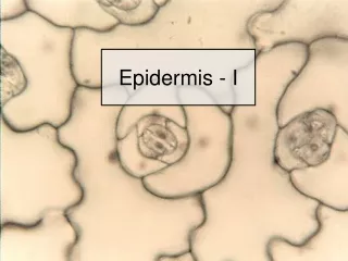 Epidermis - I