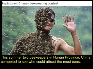 The competition was won by Wang Dalin who attracted 26 kg of bees onto his body.