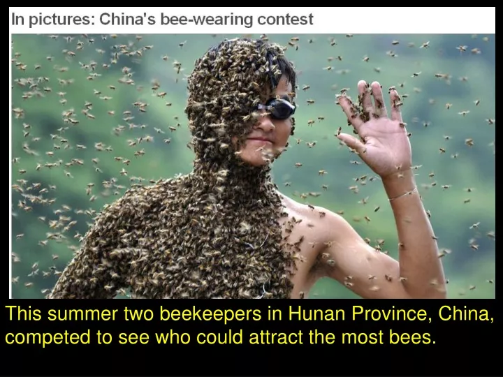 this summer two beekeepers in hunan province