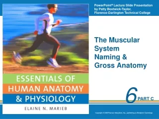 The Muscular System Naming &amp; Gross Anatomy