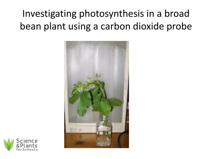 investigating photosynthesis in a broad bean plant using a carbon dioxide probe
