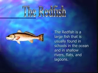 The Redfish