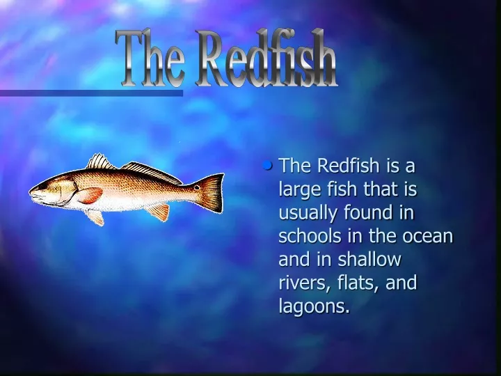the redfish