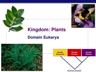 Domain Eubacteria