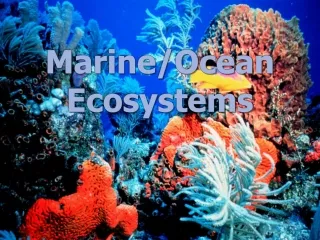 Marine/Ocean Ecosystems