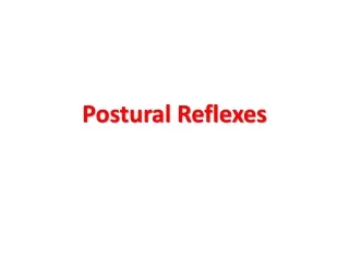 Postural Reflexes