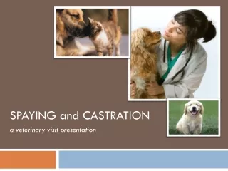 SPAYING and CASTRATION a veterinary visit presentation