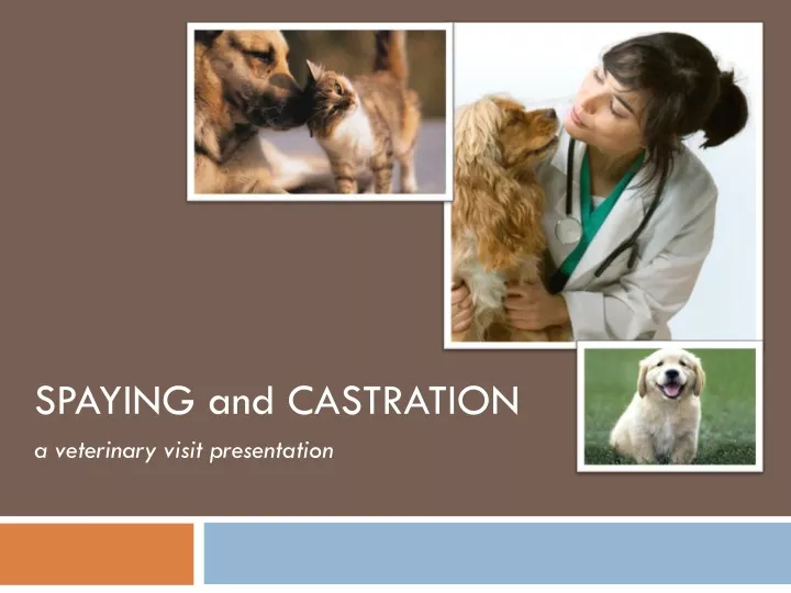 spaying and castration a veterinary visit presentation