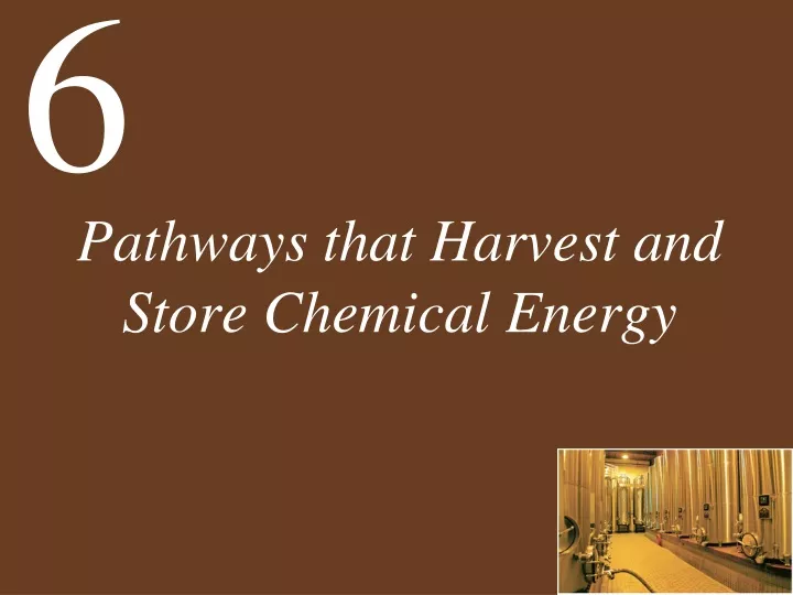 pathways that harvest and store chemical energy