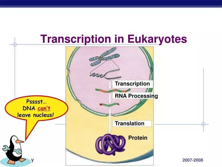 transcription in eukaryotes