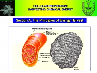 CELLULAR RESPIRATION:                                    HARVESTING CHEMICAL ENERGY
