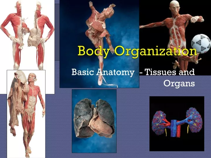 body organization